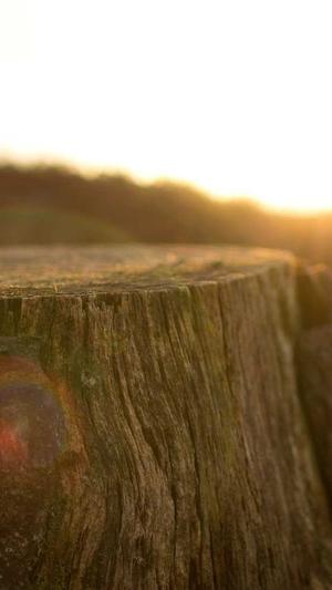 柿子和哈密瓜能一起吃吗截图2