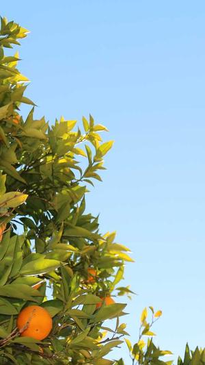 吃瓜视频美女截图2