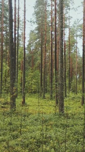 吃八月瓜有什么好处截图1