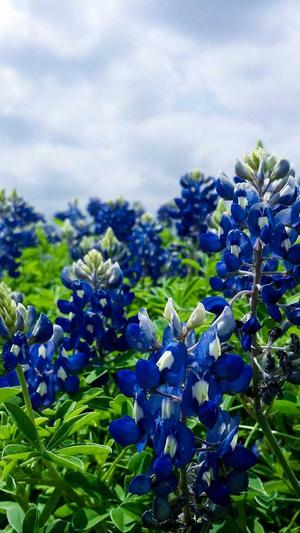 吊瓜不能和什么一起吃截图2