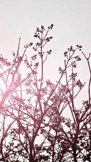 孕妇可以吃茭瓜吗截图3