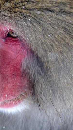 老番茄黑料截图5