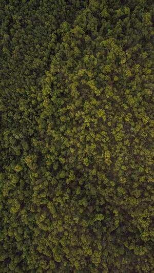 紫砂中的黑料是什么泥截图2